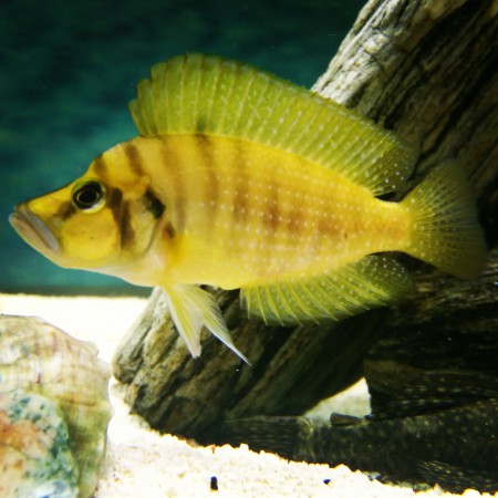 Altolamprolugus Compressiceps Goldhead Dişi
